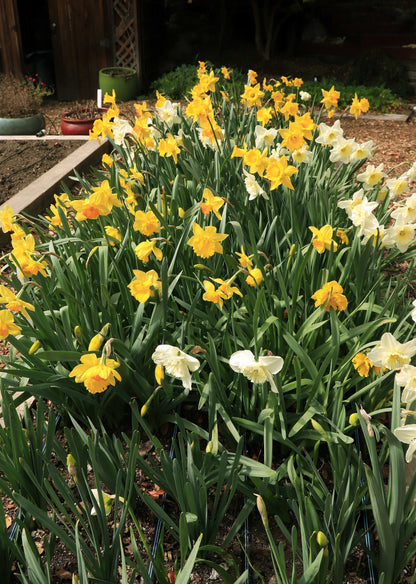 Daffodil Bulbs - Sunny Daze Naturalizing Mix