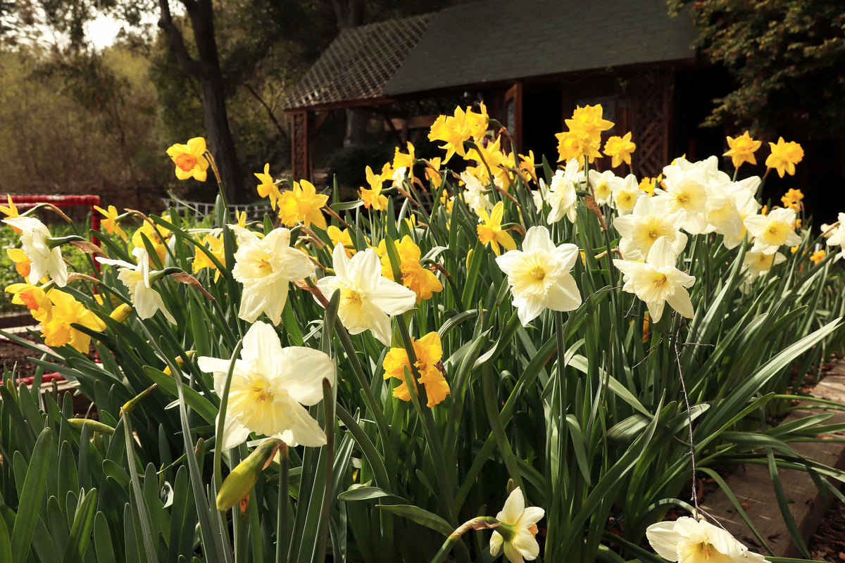Daffodil Bulbs - Sunny Daze Naturalizing Mix