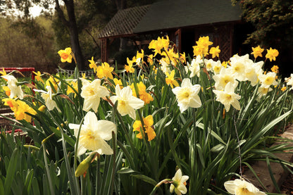 Daffodil Bulbs - Sunny Daze Naturalizing Mix