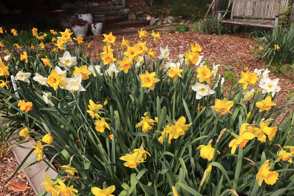 Daffodil Bulbs - Sunny Daze Naturalizing Mix