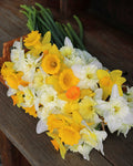 Daffodil Bulbs - Sunny Daze Naturalizing Mix