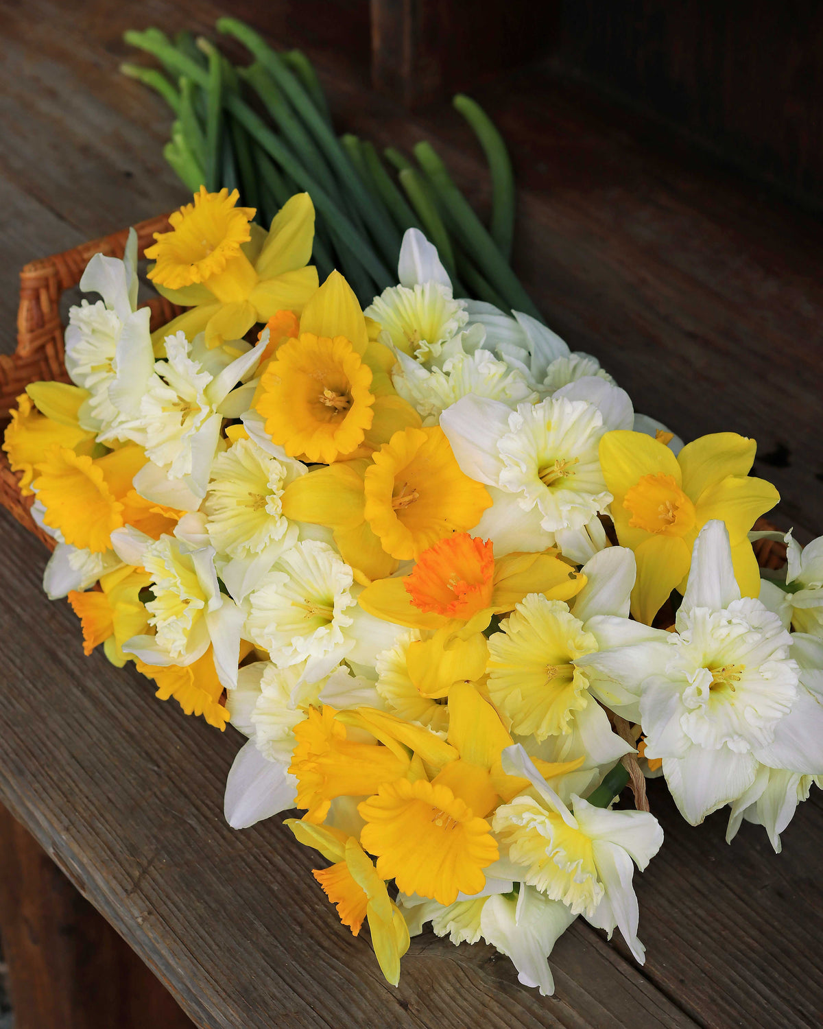 Daffodil Bulbs - Sunny Daze Naturalizing Mix