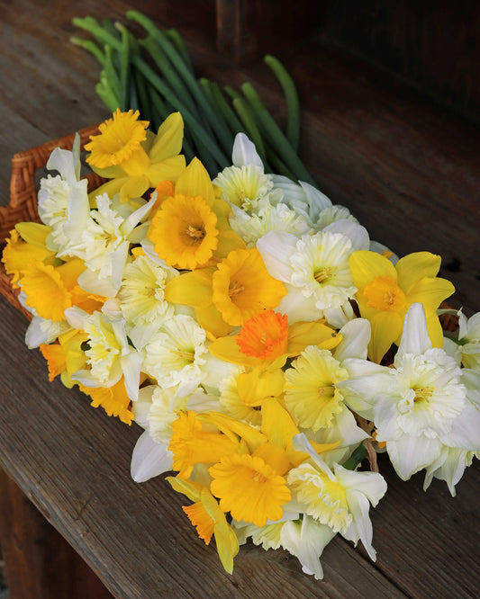 Daffodil Bulbs - Sunny Daze Naturalizing Mix