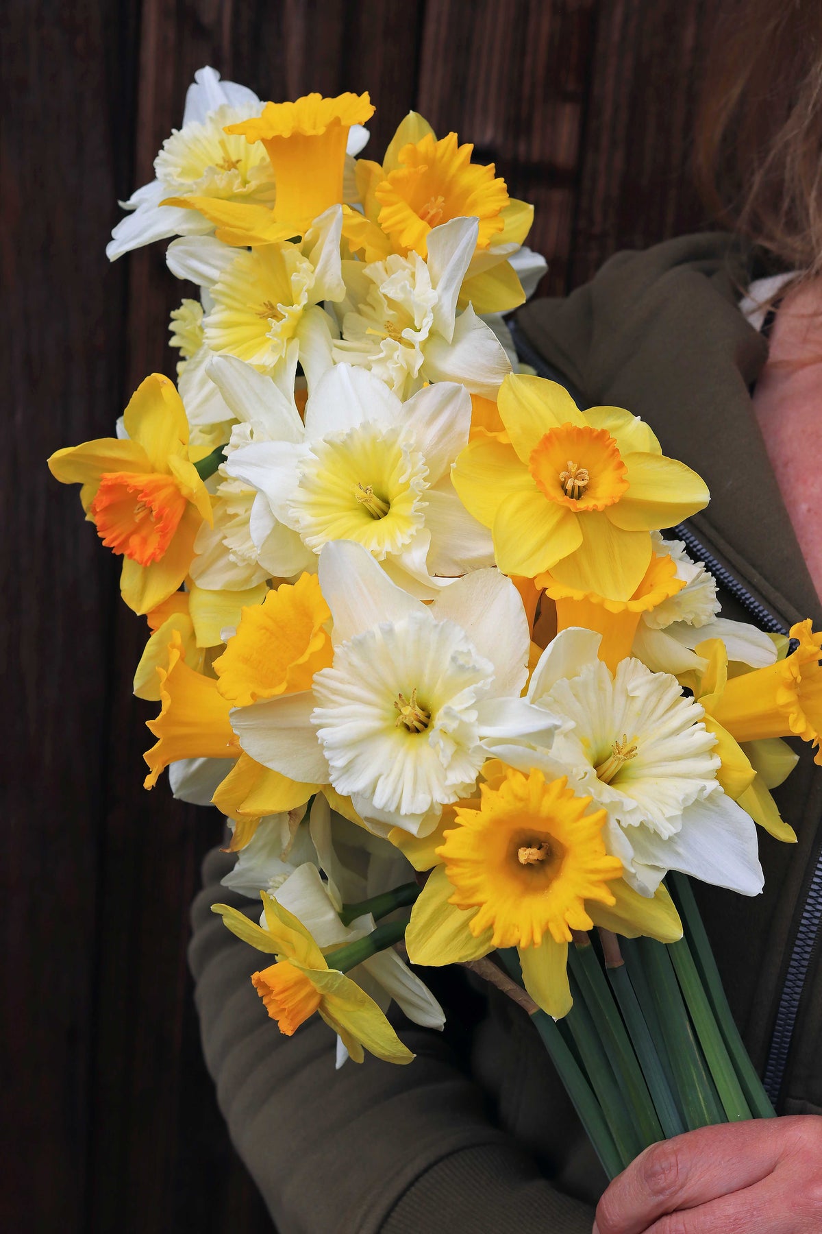 Daffodil Bulbs - Sunny Daze Naturalizing Mix