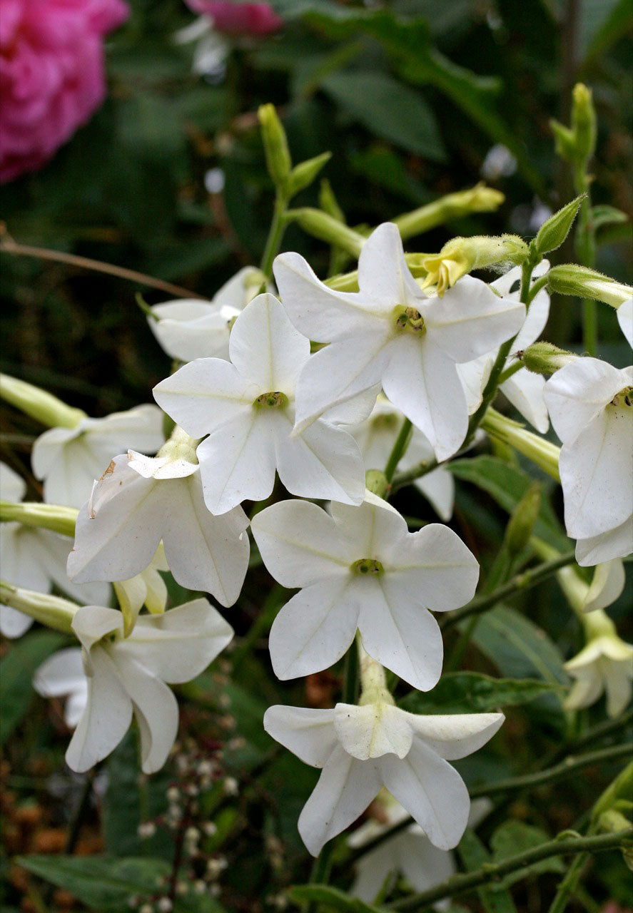 Heirloom Nicotiana - Jasmine Alata