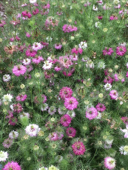 Love in a Mist - Mulberry Rose Nigella