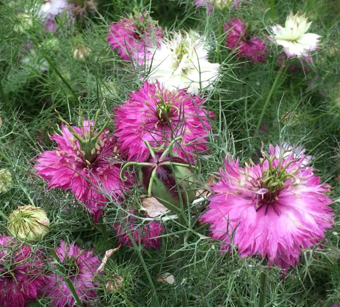 Love in a Mist - Mulberry Rose Nigella