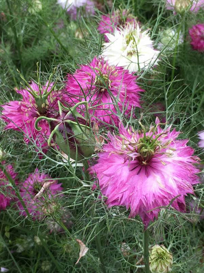 Love in a Mist - Mulberry Rose Nigella