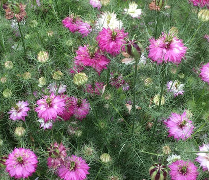 Love in a Mist - Mulberry Rose Nigella