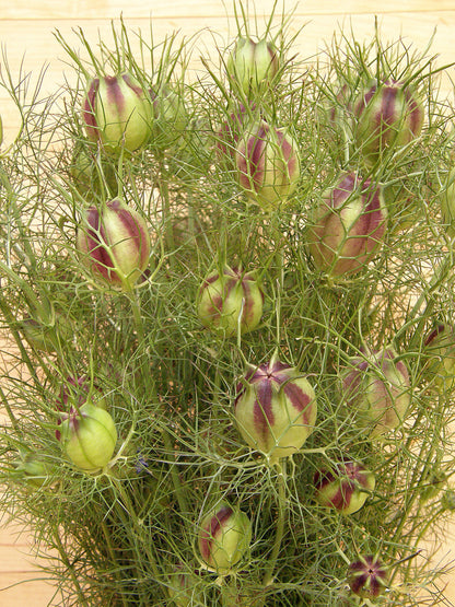 Love in a Mist - Mulberry Rose Nigella