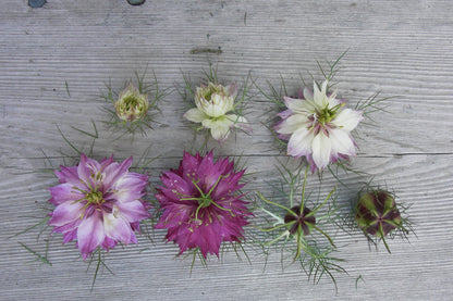Love in a Mist - Mulberry Rose Nigella