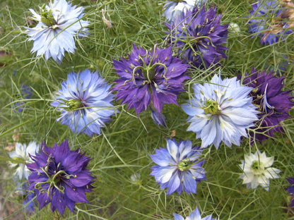 Heirloom Love in a Mist - Persian Violet Nigella