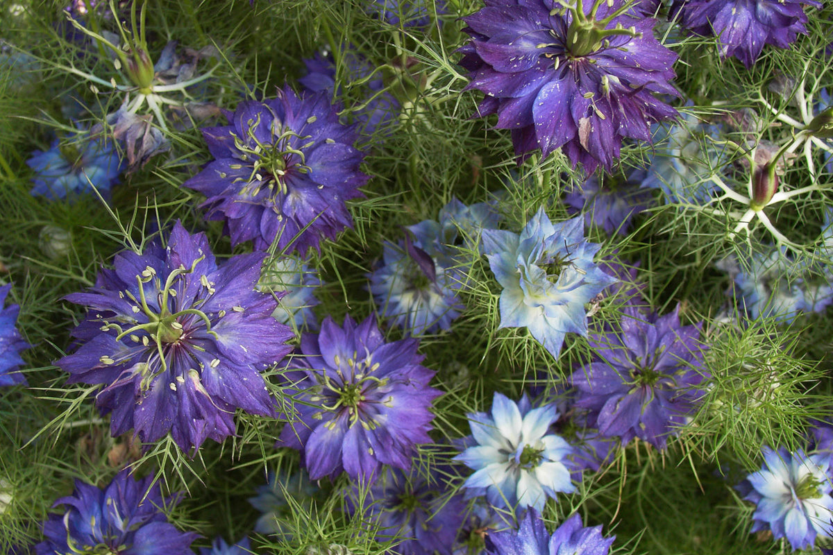 Heirloom Love in a Mist - Persian Violet Nigella