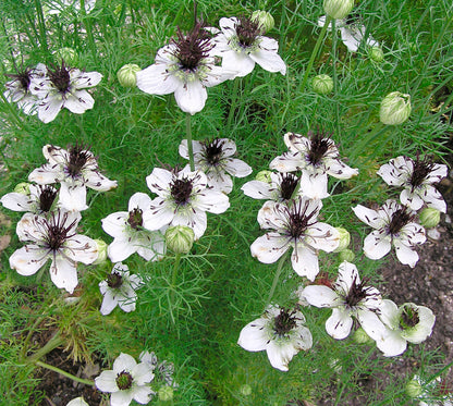 Heirloom White Nigella - Bridal Veil
