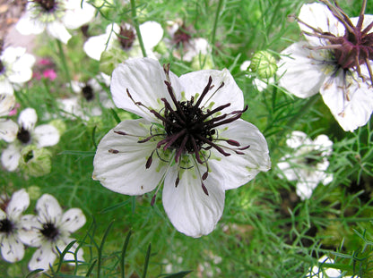 Heirloom White Nigella - Bridal Veil