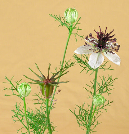 Heirloom White Nigella - Bridal Veil
