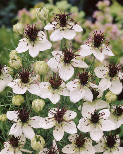 Heirloom White Nigella - Bridal Veil