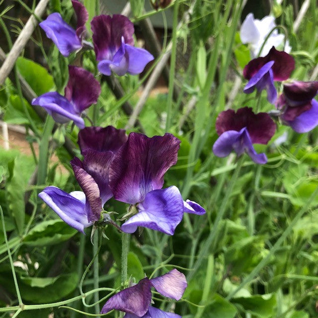 Heirloom Bouquet Sweet Peas - North Shore