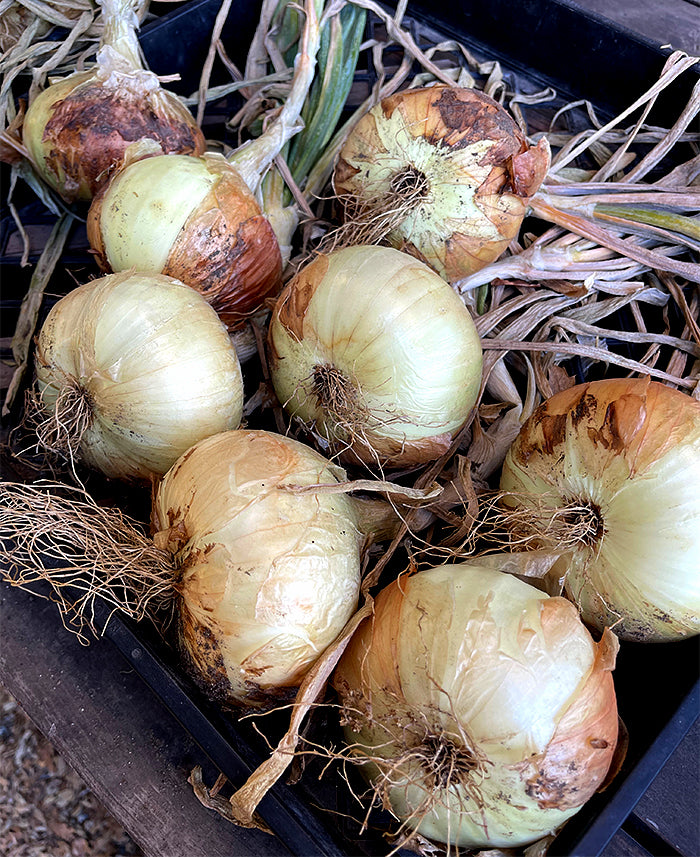 Sweet and Mild Onions - Walla Walla Sweet