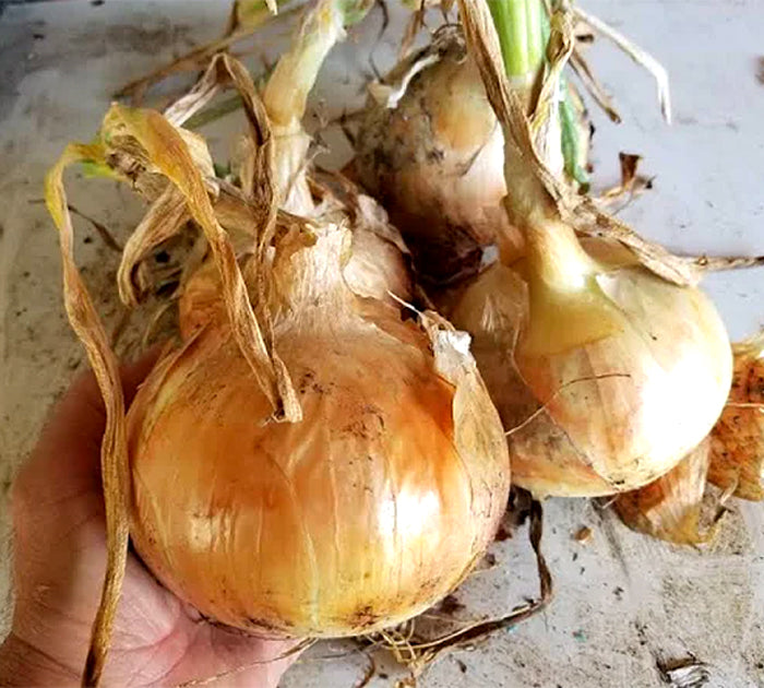 All Purpose Onions - Candy Yellow