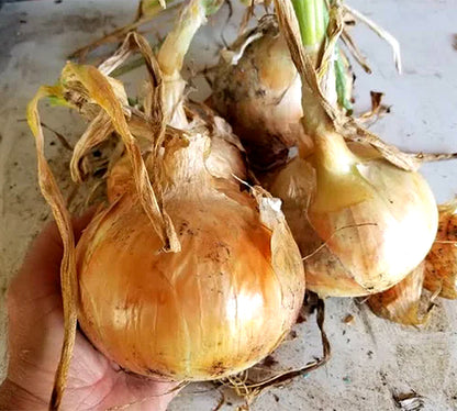 All Purpose Onions - Candy Yellow