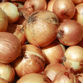 All Purpose Onions - Candy Yellow