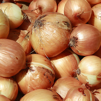 All Purpose Onions - Candy Yellow