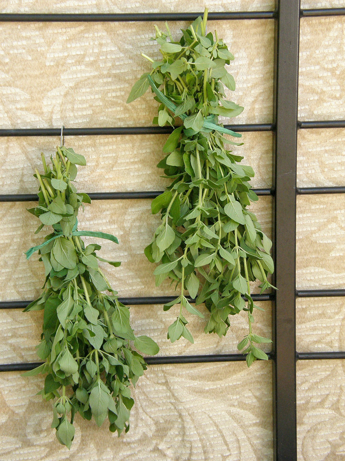 Kitchen Herbs - Heirloom Italian Oregano