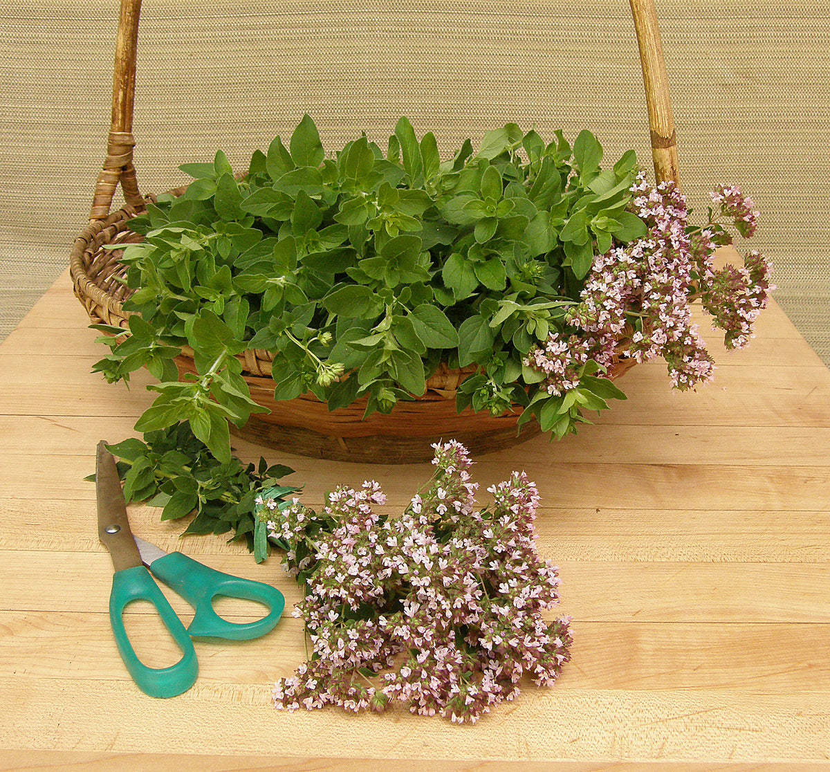 Kitchen Herbs - Heirloom Italian Oregano