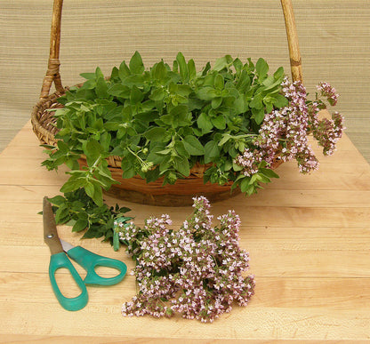 Kitchen Herbs - Heirloom Italian Oregano
