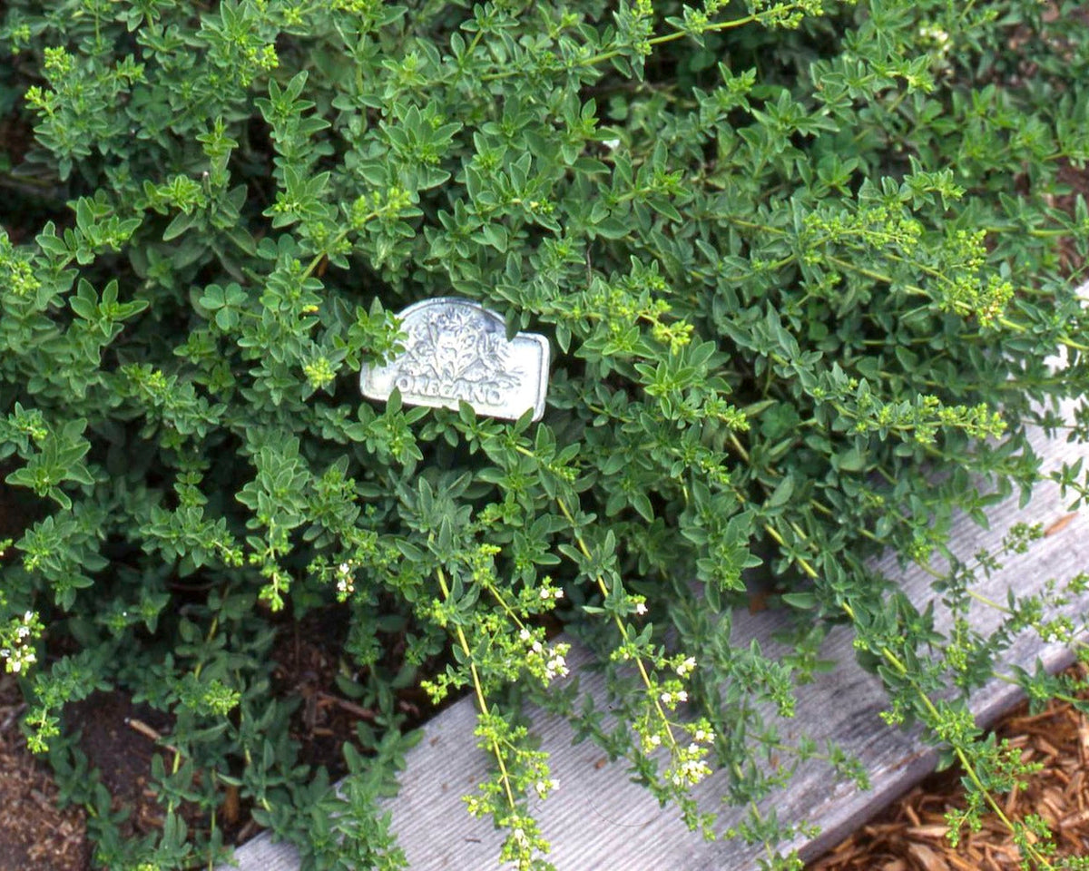 Heirloom Kitchen Herbs - True Greek Oregano