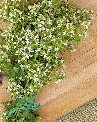 Heirloom Kitchen Herbs - True Greek Oregano