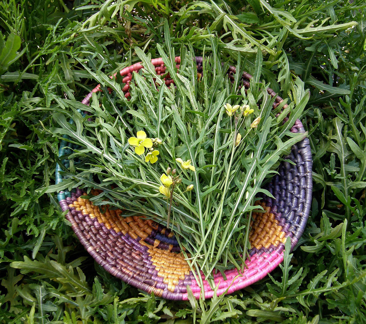 Heirloom Arugula - Rustic Style Organic