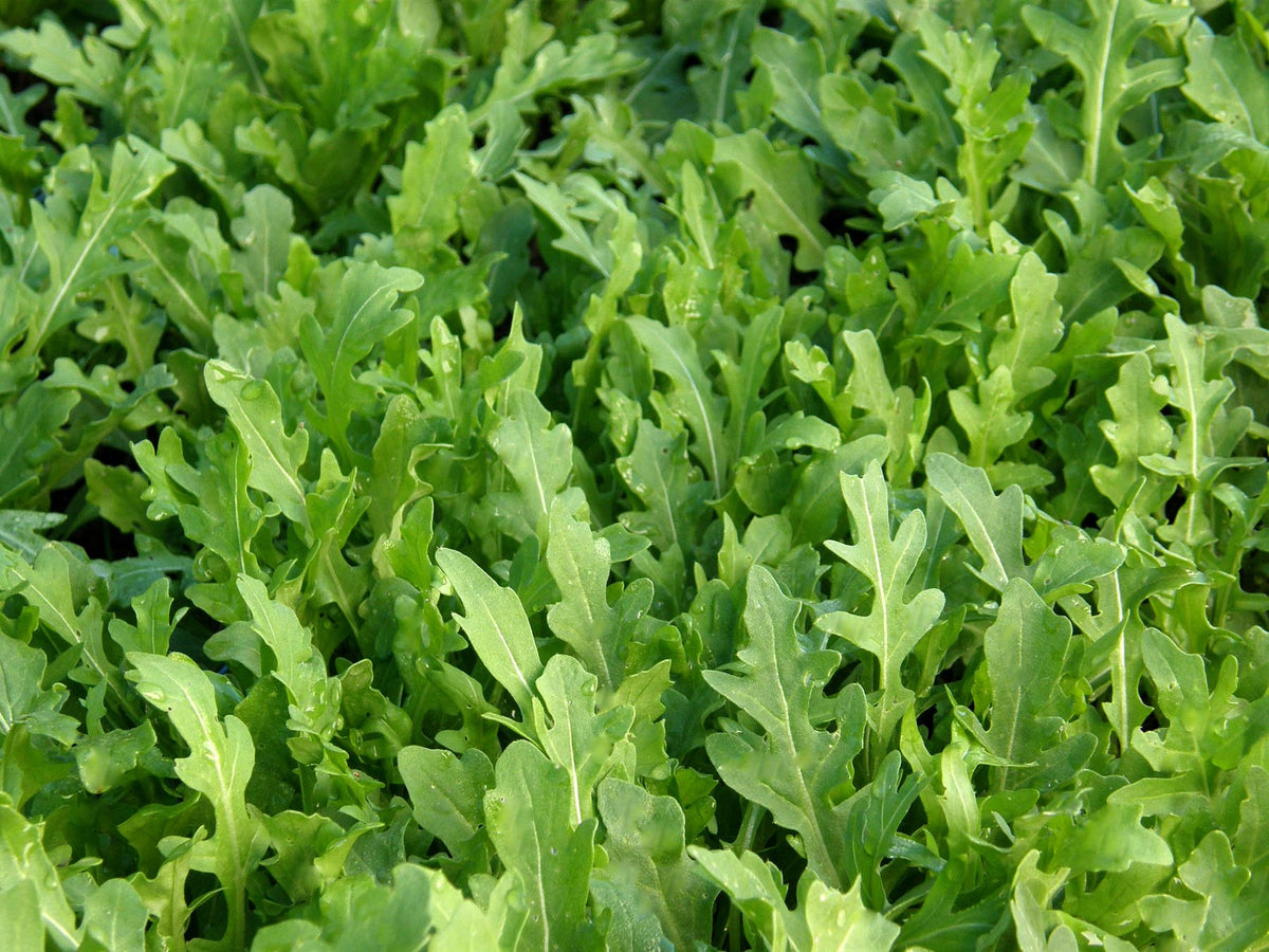 Heirloom Arugula - Rustic Style Organic