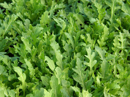 Heirloom Arugula - Rustic Style Organic