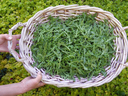 Heirloom Arugula - Rustic Style Organic