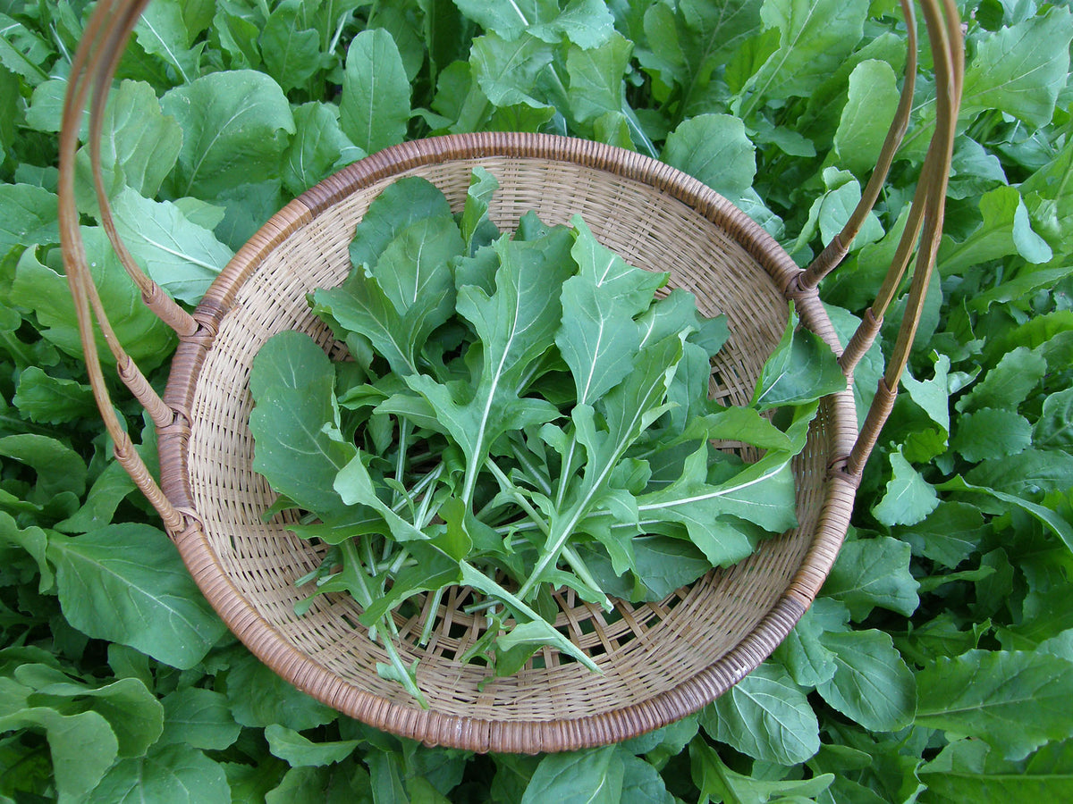 Arugula - True Italian Organic