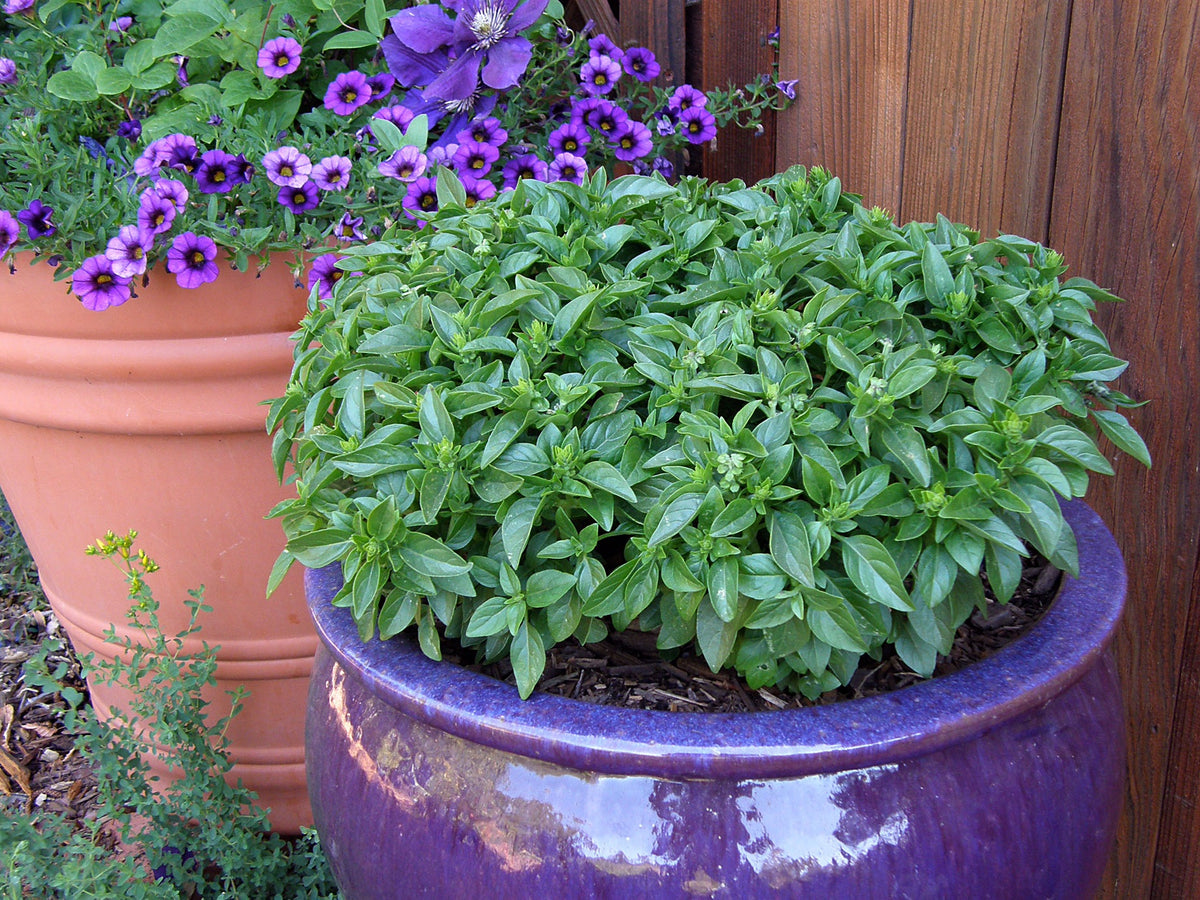 Heirloom Container Basil - Spicy Globe Organic