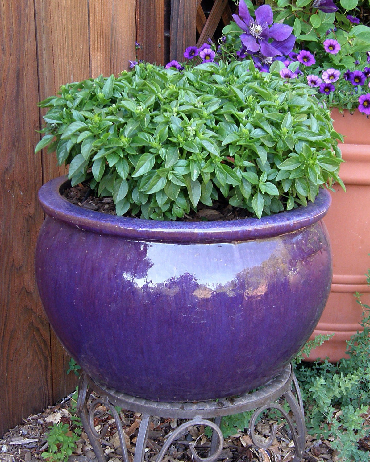 Heirloom Container Basil - Spicy Globe Organic