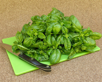 Heirloom Basil - Italian Genovese Organic