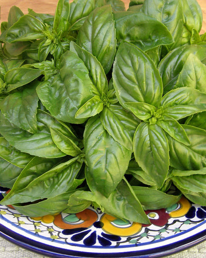 Heirloom Basil - Italian Genovese Organic