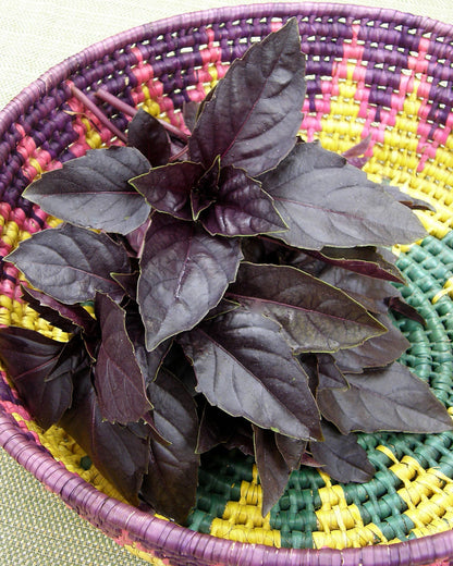 Heirloom Basil - Purple Opal Organic
