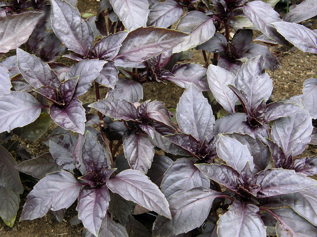 Heirloom Basil - Purple Opal Organic