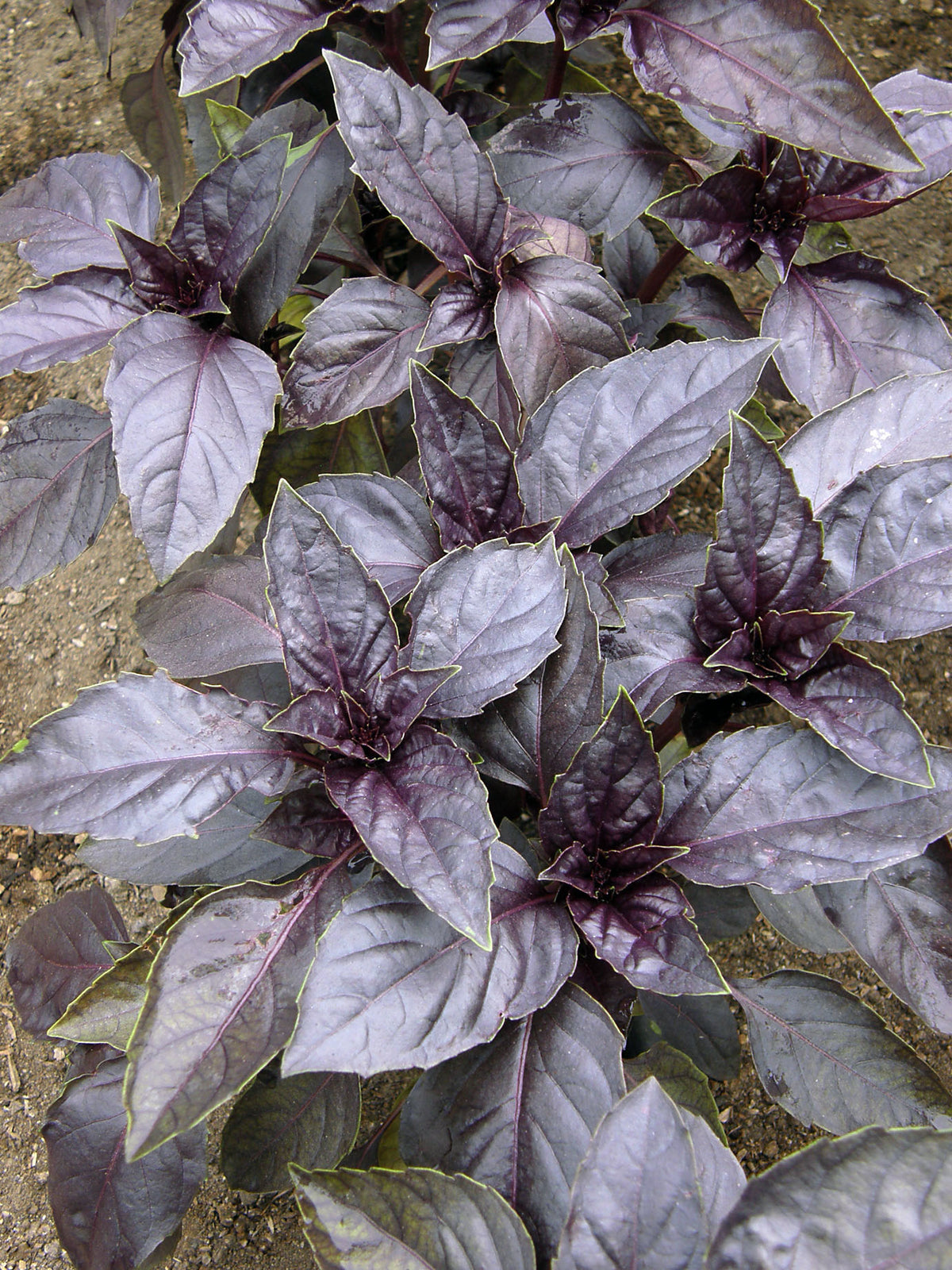 Heirloom Basil - Purple Opal Organic