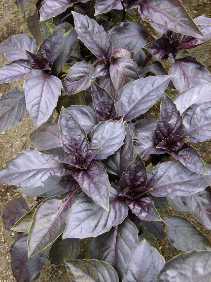 Heirloom Basil - Purple Opal Organic