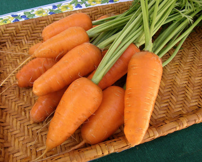 Chantenay Carrots - Short Stuff Organic