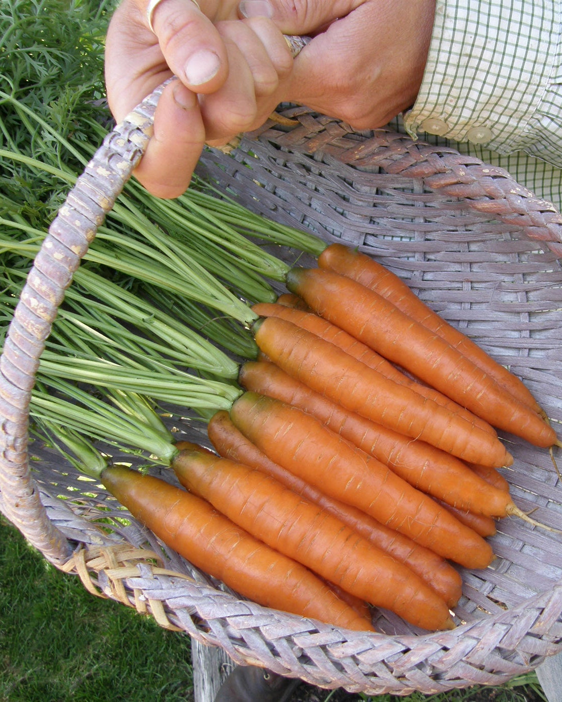 Nantes Carrots - Yaya Organic