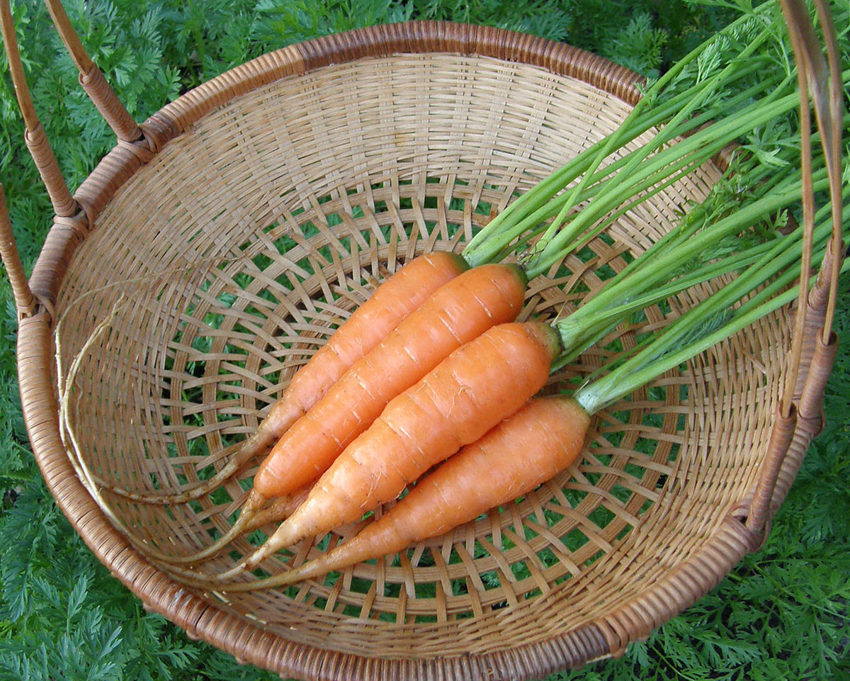 Nantes Carrots - Yaya Organic