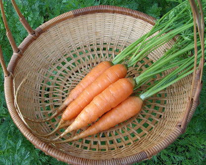 Nantes Carrots - Yaya Organic