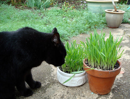 Container Cat Treats - Gourmet Mixed Greens